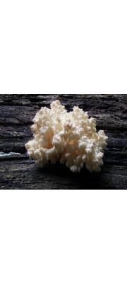 수실노루궁뎅이(산호침버섯아재비, 산호침버섯) (Hericium coralloides (Scop.) Pers.  > Hericium laciniatum (Leers) Banker, > Hericium ramosum Schw.)