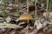 올리브꽃버섯 (Hygrocybe olivaceoviridis (Hongo) Hongo)