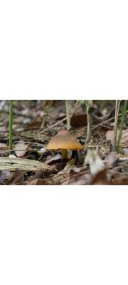 올리브꽃버섯 (Hygrocybe olivaceoviridis (Hongo) Hongo)