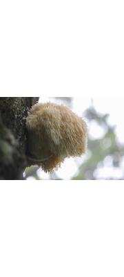노루궁뎅이(노루머리) (Hericium erinaceus (Bull.) Pers.  > Hericium caput-medusae (Fr.) Pers.)