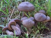 투구꽃버섯 (Hygrocybe ovina (Bull.) Kühn.)