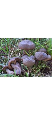 투구꽃버섯 (Hygrocybe ovina (Bull.) Kühn.)