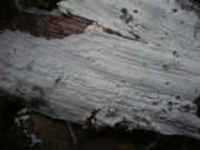 부후고약버섯 (Athelia epiphylla Pers.)