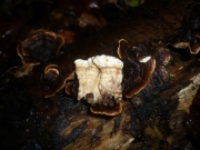 비늘꽃구름버섯 (Laxitextum bicolor (Pers.) Lentz.)