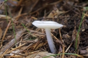 흰갓꽃버섯(흰갓벚꽃버섯) (Hygrocybe pantoleuca (Hongo) Hongo)