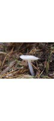 흰갓꽃버섯(흰갓벚꽃버섯) (Hygrocybe pantoleuca (Hongo) Hongo)