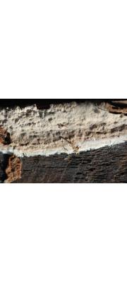 별소나무무늬버섯 (Asterostroma cervicolor (Berk. &amp; Curt.) Massee)