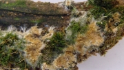 노란소나무무늬버섯 (Asterostroma laxum Bres.)