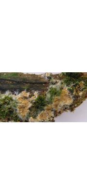 노란소나무무늬버섯 (Asterostroma laxum Bres.)