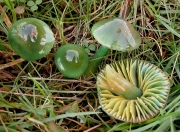 이끼꽃버섯 (Hygrocybe psittacina (Schaeff.) P. Kumm.  > Hygrocybe psittacina (Schaeff.) Kumm. var. psittacina > Gliophorus psittacinus (Schaeff.) Herink)