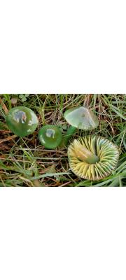 이끼꽃버섯 (Hygrocybe psittacina (Schaeff.) P. Kumm.  > Hygrocybe psittacina (Schaeff.) Kumm. var. psittacina > Gliophorus psittacinus (Schaeff.) Herink)