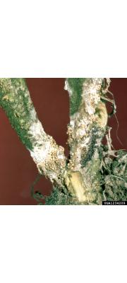 흰비단병균(외따위흰비단병균) (Athelia rolfsii (Curzi) Tu &amp; Kimbr.  > Pellicularia rolfsii (Curzi) West.)