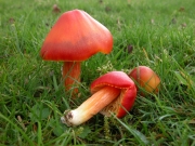 팥배꽃버섯 (Hygrocybe punicea (Fr.) P. Kumm.)