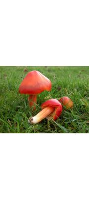 팥배꽃버섯 (Hygrocybe punicea (Fr.) P. Kumm.)