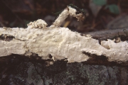 흰기질고약버섯 (Scytinostroma odoratum (Fr.) Donk)