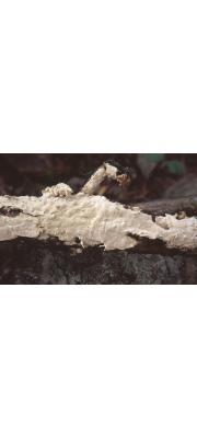 흰기질고약버섯 (Scytinostroma odoratum (Fr.) Donk)
