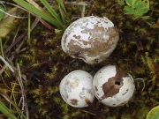 젖은찹쌀떡버섯 (Bovista paludosa Lev.)