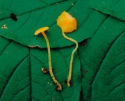 이끼긴대꽃버섯 (Hygrocybe stagnina (Hongo) Hongo)