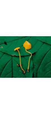 이끼긴대꽃버섯 (Hygrocybe stagnina (Hongo) Hongo)