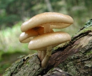 갈색날민뿌리버섯(갈색날긴뿌리버섯, 갈색날끈끈이버섯) (Oudemansiella brunneomarginata L. Vass.)