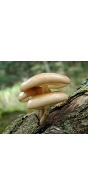 갈색날민뿌리버섯(갈색날긴뿌리버섯, 갈색날끈끈이버섯) (Oudemansiella brunneomarginata L. Vass.)