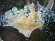 레몬고약버섯 (Gloiothel citrina (Pers.) Ginns & Freeman  > Vesiculomyces citrinus (Pers.) Hagstr.  > Gloeocystidiellum citrinum (Pers.) Donk)