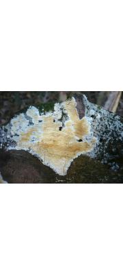 레몬고약버섯 (Gloiothel citrina (Pers.) Ginns &amp; Freeman  > Vesiculomyces citrinus (Pers.) Hagstr.  > Gloeocystidiellum citrinum (Pers.) Donk)