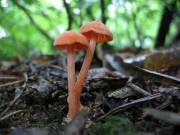 황갈꽃버섯아재비(붉은벚꽃버섯) (Hygrocybe subcinnabarina (Hongo) Hongo  > Hygrophorus subcinnabarinus Hongo)