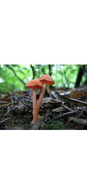 황갈꽃버섯아재비(붉은벚꽃버섯) (Hygrocybe subcinnabarina (Hongo) Hongo  > Hygrophorus subcinnabarinus Hongo)