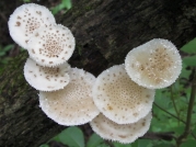 얼룩민뿌리버섯(얼룩긴뿌리버섯, 얼룩끈끈이버섯) (Oudemansiella canarii (Jungh.) Höhn.)