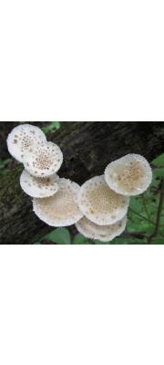 얼룩민뿌리버섯(얼룩긴뿌리버섯, 얼룩끈끈이버섯) (Oudemansiella canarii (Jungh.) Höhn.)