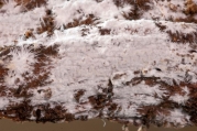 크림레몬고약버섯 (Gloiothel lactescens (Berk.) Hjortst. > Gloeocystidiellum lactescens (Berk.) Boidin)