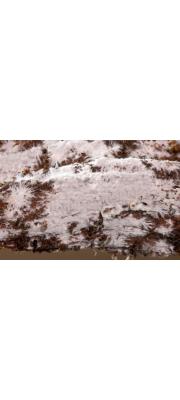 크림레몬고약버섯 (Gloiothel lactescens (Berk.) Hjortst. > Gloeocystidiellum lactescens (Berk.) Boidin)