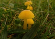 등황색꽃버섯(노란벚꽃버섯) (Hygrocybe subvitellina (Imai) S. Ito  > Hygrophorus subvitellinus (Imai) Ito)