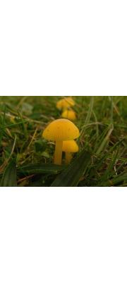 등황색꽃버섯(노란벚꽃버섯) (Hygrocybe subvitellina (Imai) S. Ito  > Hygrophorus subvitellinus (Imai) Ito)