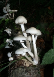 끈적민뿌리버섯(끈적긴뿌리버섯) (Oudemansiella mucida (Schrad.) Höhn.)