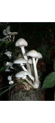 끈적민뿌리버섯(끈적긴뿌리버섯) (Oudemansiella mucida (Schrad.) Höhn.)