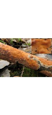 오렌지껍질고약버섯 (Peniophora incarnata (Pers.) Peniophora Karst.)