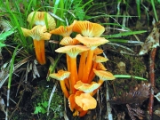 주홍꽃버섯(주홍벚꽃버섯) (Hygrocybe suzukaensis (Hongo) Hongo 주홍꽃버섯 > Hygrophorus suzukaensis Hongo)