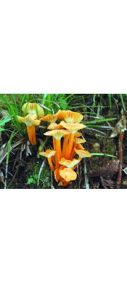주홍꽃버섯(주홍벚꽃버섯) (Hygrocybe suzukaensis (Hongo) Hongo 주홍꽃버섯 > Hygrophorus suzukaensis Hongo)