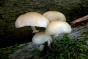 끈적민뿌리버섯아재비(끈적긴뿌리버섯아재비, 간맥끈끈이버섯) (Oudemansiella venosolamellata (Imaz. & Toki) Imaz. & Hongo)