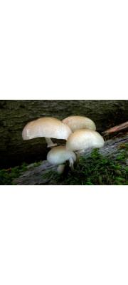 끈적민뿌리버섯아재비(끈적긴뿌리버섯아재비, 간맥끈끈이버섯) (Oudemansiella venosolamellata (Imaz. &amp; Toki) Imaz. &amp; Hongo)