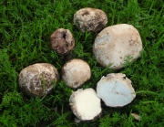 찹쌀떡버섯 (Bovista plumbea Pers.)