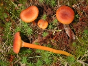 애비늘꽃버섯(애비늘꽃버섯아재비) (Hygrocybe turunda (Fr.) P. Karst.  > Hygrocybe turunda f. macrospora (Hongo) Hongo)
