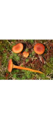 애비늘꽃버섯(애비늘꽃버섯아재비) (Hygrocybe turunda (Fr.) P. Karst.  > Hygrocybe turunda f. macrospora (Hongo) Hongo)