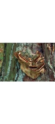층층버섯(낙엽송층층버섯, 가문비층층버섯) (Porodaedalea pini (Brot.) Murr.  > Cyptoderma pini (Thore) Imaz.)
