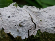 조각껍질고약버섯 (Peniophora lycii (Pers.) Höhn & Litsch.)
