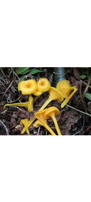 노랑꽃버섯 (Hygrocybe vitellina (Fr.) P. Karst.)