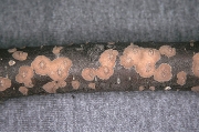 민껍질고약버섯 (Peniophora nuda (Fr.) Bres.)