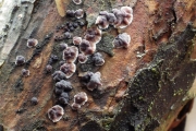 솔껍질고약버섯 (Peniophora pini (Schl.) Boid. > Sterellum pini (Schl.) P. Karst.)